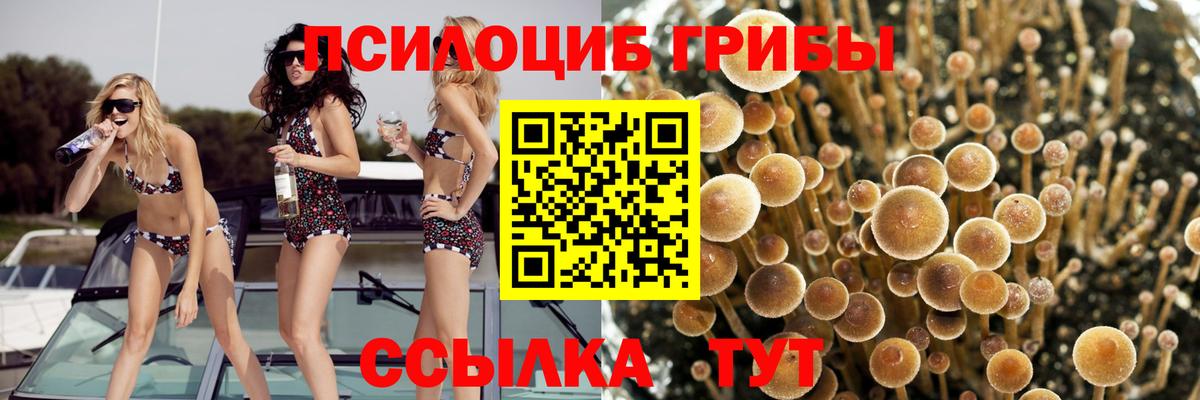Белорецк  Псилоцибиновые грибы Psilocybe  Вход с VPN 